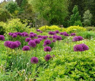  Allium aflatunense 'Purple Sensation'