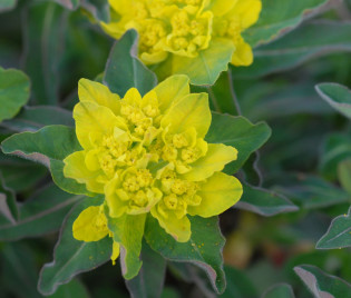 Euphorbia polychroma 'Purpurea' 