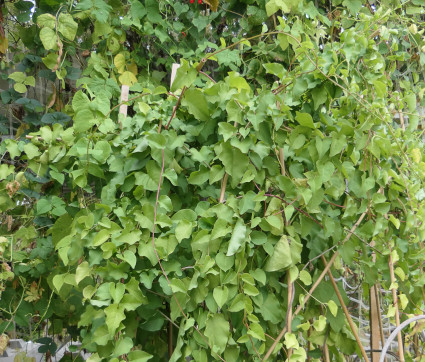 Madeiraweins (Anredera cordifolia)