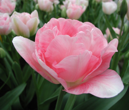 Tulipa 'Angélique'