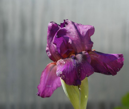 Iris barbata-media 'Vamp'
