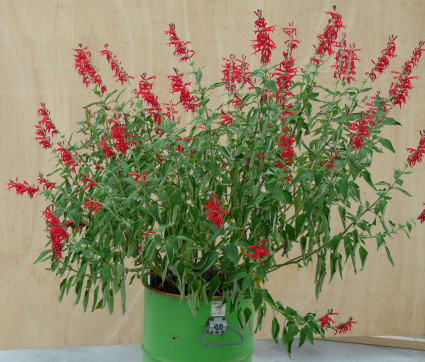 Salvia rutilans 'Pineapple Scarlet'