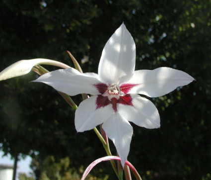 Gladiolus callianthus ‘Murilae’