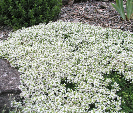 Thymus serpyllum ‘Wirral White’