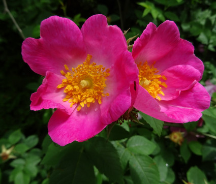 Rosa gallica 'Complicata'
