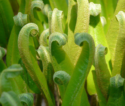 Phyllitis scolopendrium (Asplenium scolopendrium) – Hirschzunge