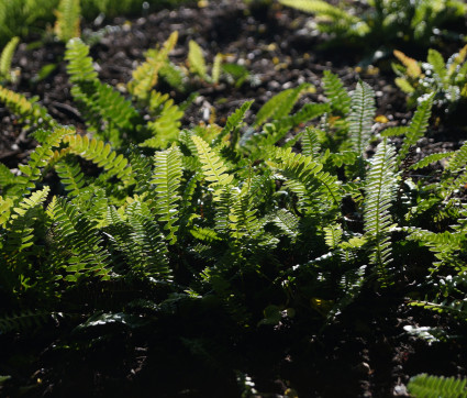 Polypodium vulgare – Tüpfelfarn
