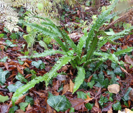 Asplenium scolopendrium angustifolia 'Omnilacera'