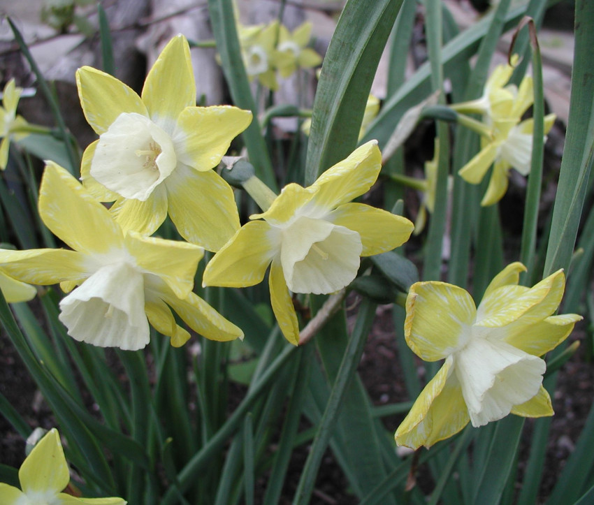 Narcissus ‘Pipit’