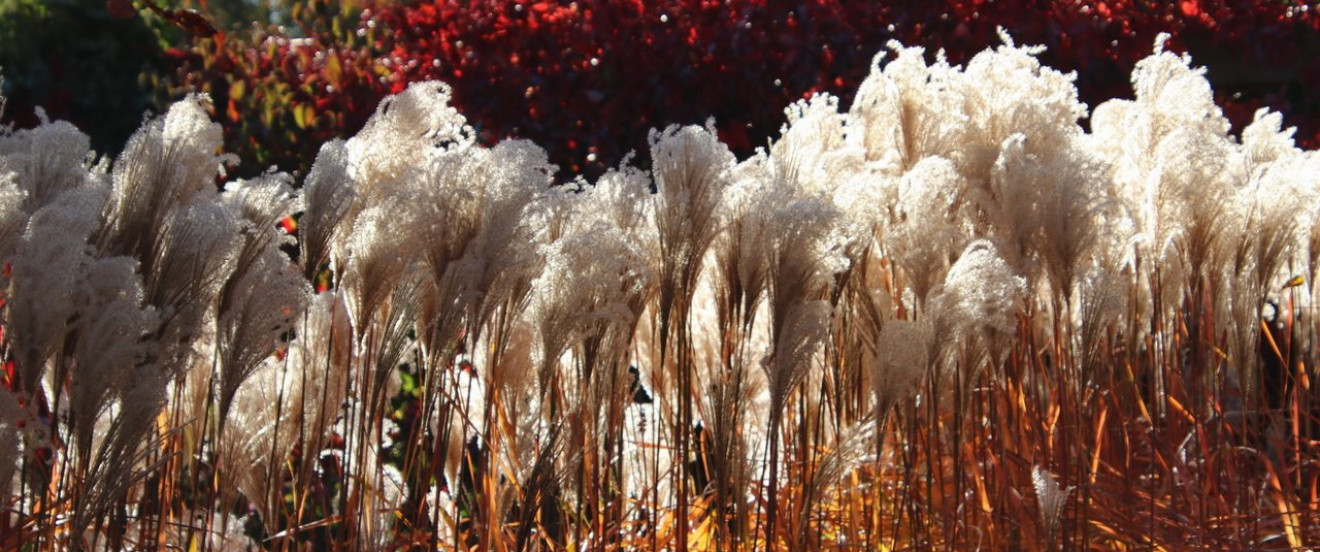 Miscanthus chinensis