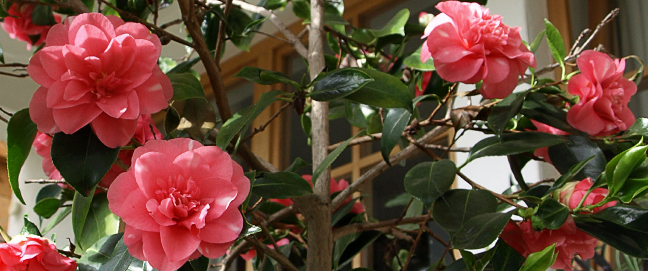 Camellia japonica 'Chandlers Elegans'
